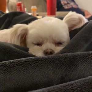 Meet your Posher, Mallory